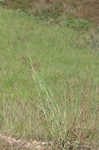 Caucasian bluestem